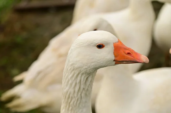 Close View White Geese Garden Stock Image