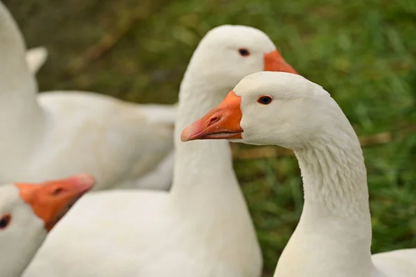 Close View White Geese Garden Stock Picture