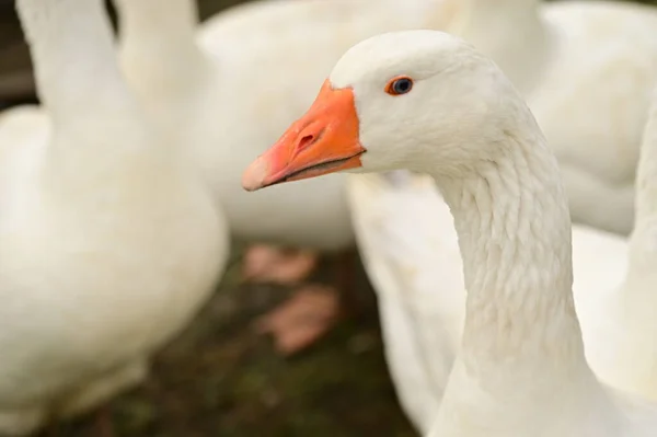 Close View White Geese Garden Royalty Free Stock Images