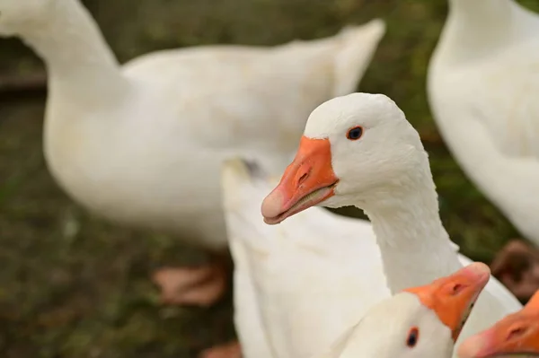 Close View White Geese Garden Stock Image