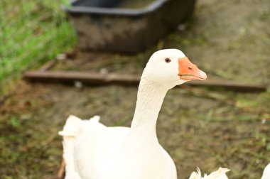Bahçede beyaz kaz kafası