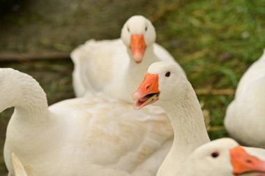 Bahçedeki beyaz kazların manzarasını kapat.