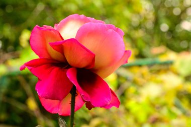 Bahçedeki güzel pembe gül çiçeğinin yakın görüntüsü