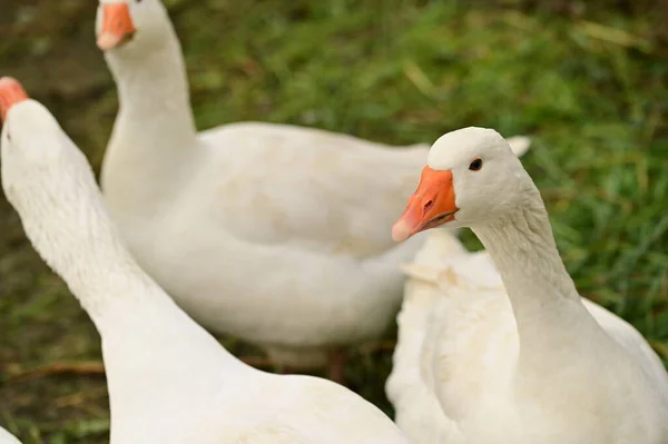 Nahaufnahme Weißer Gänse Garten — Stockfoto