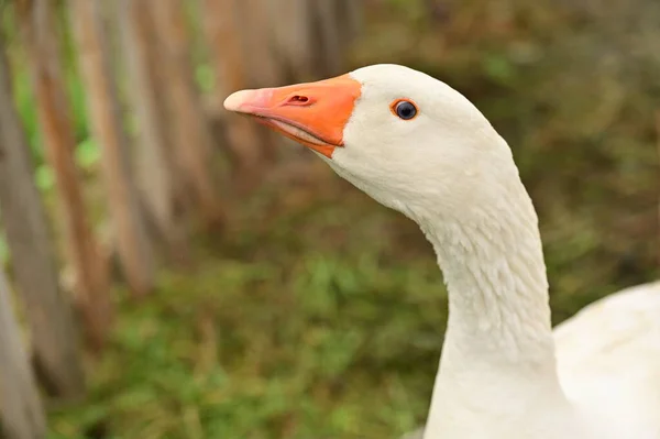 Cabeza Ganso Blanco Jardín — Foto de Stock