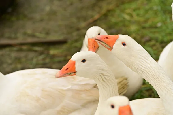 Close View White Geese Garden — Stock Photo, Image