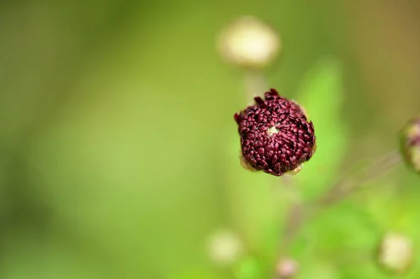 Belas Flores Não Dissolvidas Fundo Borrado — Fotografia de Stock