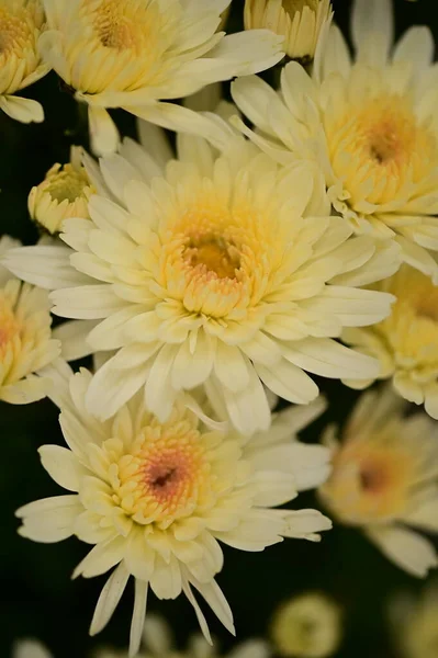 美しい白と黄色の菊の花 クローズアップ — ストック写真