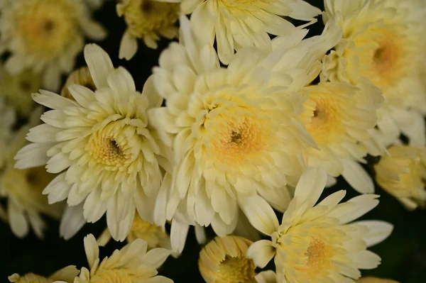 美丽的白色和黄色菊花 — 图库照片