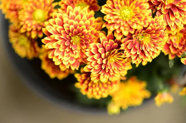 Schöne Helle Chrysanthemenblüten Nahsicht — Stockfoto