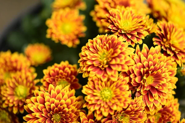 Hermosas Flores Crisantemo Brillante Vista Cerca — Foto de Stock
