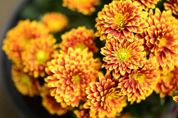 Beautiful Bright Chrysanthemum Flowers Close View — Stock Photo, Image