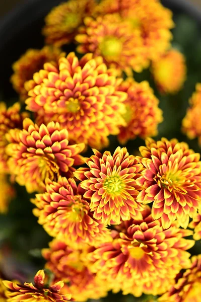 Beautiful Bright Chrysanthemum Flowers Close View — Stock Photo, Image