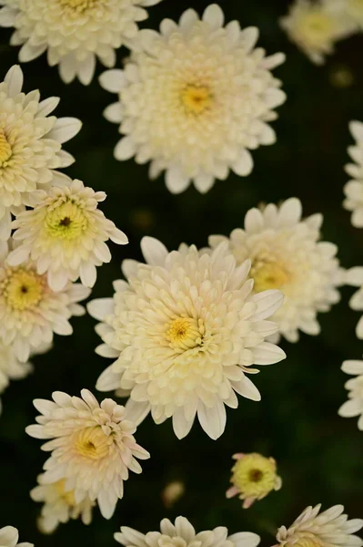 Beautiful White Yellow Chrysanthemum Flowers Close View — Stock Photo, Image