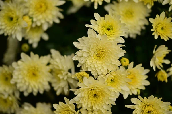 美しい白と黄色の菊の花 クローズアップ — ストック写真