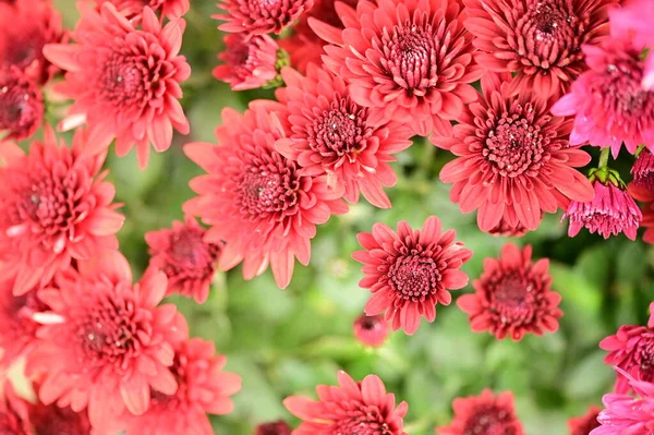 Вид Красивые Красные Цветы Саду — стоковое фото