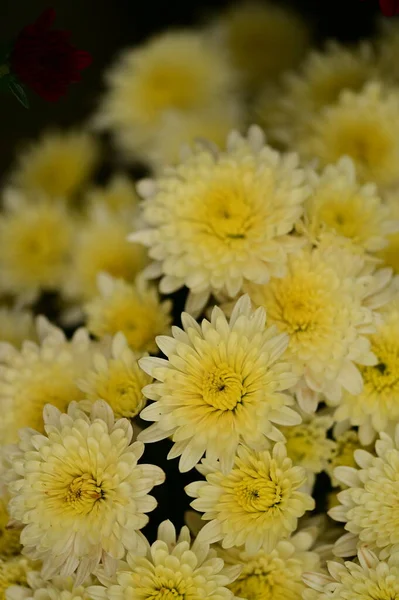 Flores Brancas Amarelas Bonitas Crisântemo Vista Close — Fotografia de Stock