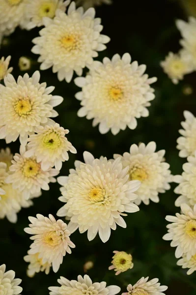 Krásné Bílé Žluté Květy Chryzantémy Zblízka Pohled — Stock fotografie