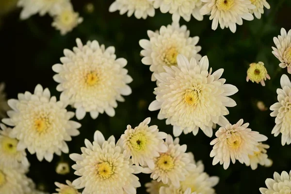 Piękne Białe Żółte Chryzantemy Kwiaty Widok Bliska — Zdjęcie stockowe