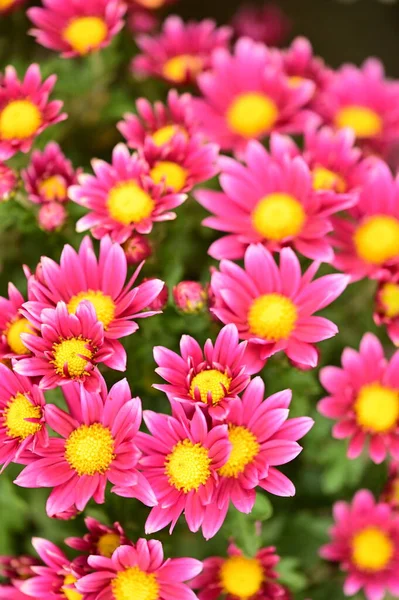 Close View Beautiful Pink Flowers Garden — Stock Photo, Image