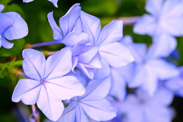 Vista Perto Belas Flores Azuis Jardim — Fotografia de Stock