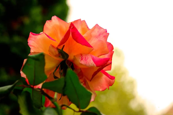 Close View Beautiful Orange Rose Flower Garden — Stock Photo, Image