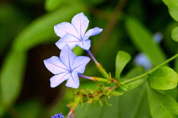 Close View Beautiful Blue Flowers Garden — Stock Photo, Image