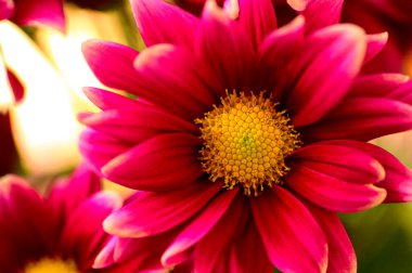 Bahçedeki güzel pembe çiçeklerin yakın görüntüsü