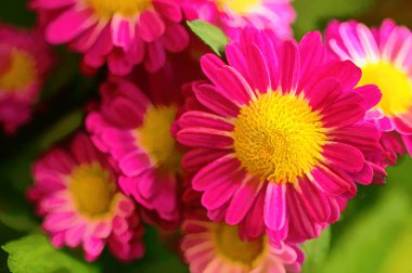 Bahçedeki güzel pembe çiçeklerin yakın görüntüsü