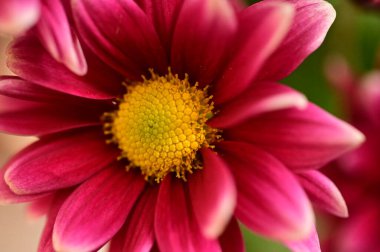 Bahçedeki güzel pembe çiçeklerin yakın görüntüsü