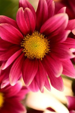 Bahçedeki güzel pembe çiçeklerin yakın görüntüsü