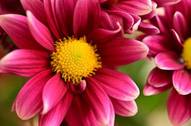 Bahçedeki güzel pembe çiçeklerin yakın görüntüsü