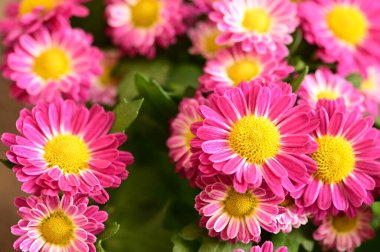 Bahçedeki güzel pembe çiçeklerin yakın görüntüsü