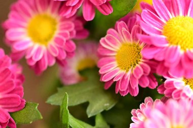 Bahçedeki güzel pembe çiçeklerin yakın görüntüsü