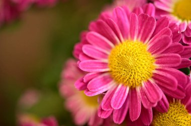 Bahçedeki güzel pembe çiçeklerin yakın görüntüsü