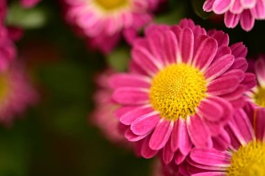 Bahçedeki güzel pembe çiçeklerin yakın görüntüsü