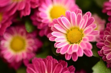 close up view of beautiful pink flowers in the garden