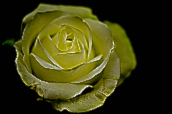 Close Beautiful Bright Rose — Stock Photo, Image