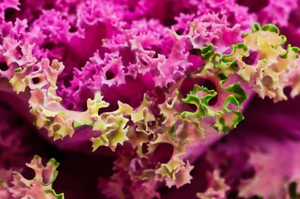 Purple kale cabbage, close up view
