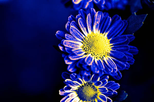 Hermosas Flores Ramo Cerca —  Fotos de Stock