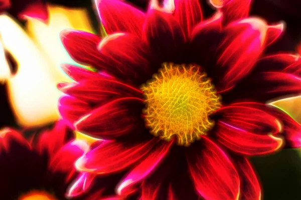 Güzel Parlak Çiçeğe Yakın — Stok fotoğraf