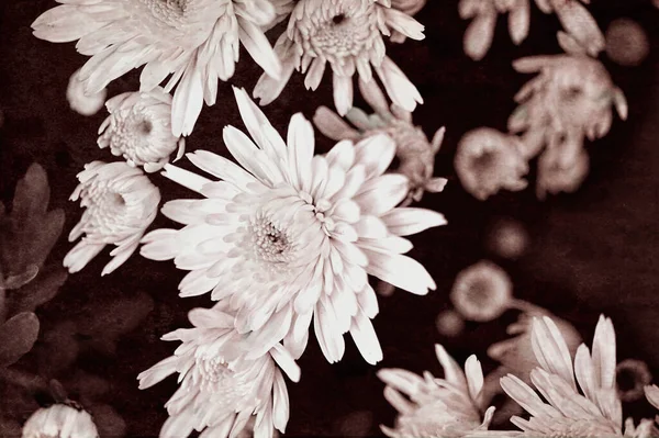 Plan Floral Monochrome Noir Blanc Belles Fleurs Vue Rapprochée — Photo