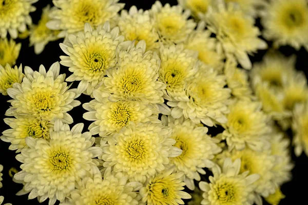 Красивые Белые Желтые Цветы Хризантемы Крупный План — стоковое фото