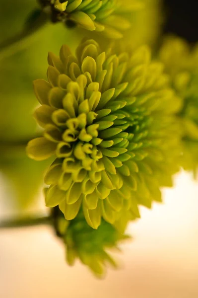 Mooie Groene Chrysant Bloemen Van Dichtbij Bekijken — Stockfoto