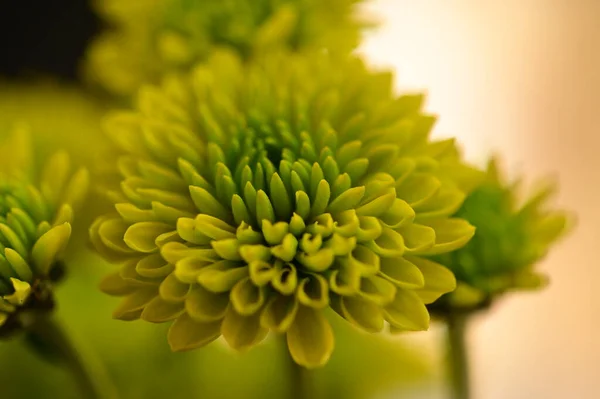 Beautiful Green Chrysanthemum Flowers Close View — Stock Photo, Image