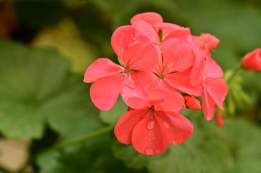 Bahçedeki güzel kırmızı çiçekleri kapat.