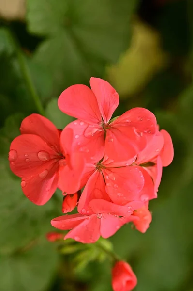 Närbild Vackra Röda Blommor Trädgården — Stockfoto