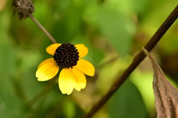 Vista Cerca Hermosas Flores Amarillas Jardín — Foto de Stock