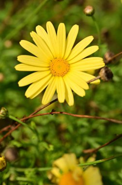 Bahçedeki güzel sarı çiçekleri kapat.