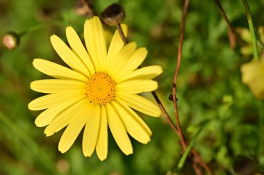 Bahçedeki güzel sarı çiçekleri kapat.
